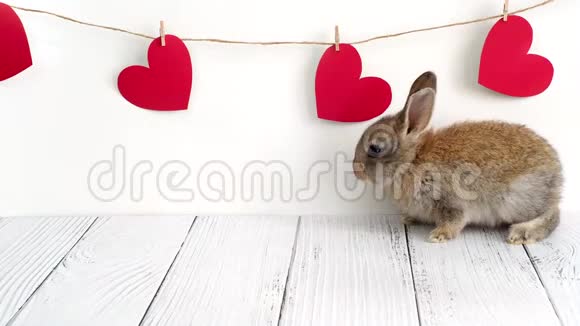 小棕兔情人节动物可爱的兔子在白色的背景和红色的心农业兔子视频的预览图