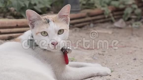 泰国白猫可爱的家猫躺在地上视频的预览图