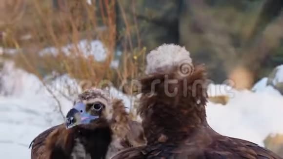 动物园里美丽的秃鹫沿着多岩石的雪鸟漫步视频的预览图
