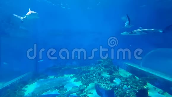 鲨鱼在天然水族馆游泳视频的预览图