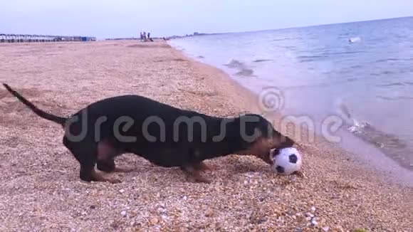 狗狗黑白相间玩耍吠叫在沙滩上挖一个球视频的预览图