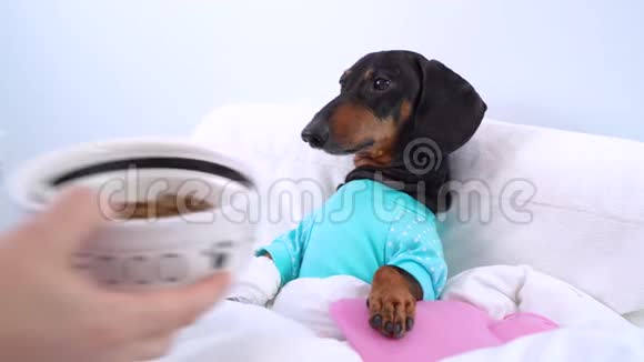 小狗用狗碗喂宠物宠物护理视频的预览图