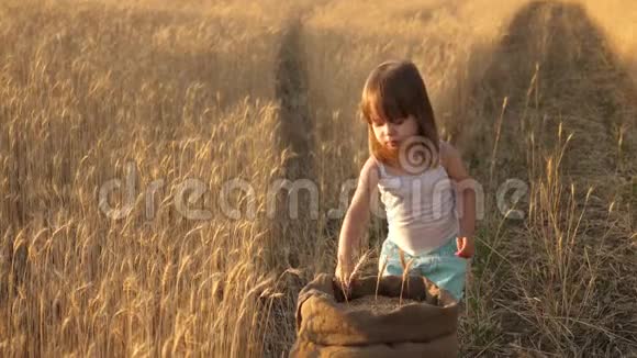 农民孩子在田里玩小麦小穗婴儿抱着耳朵小儿子农夫女儿在视频的预览图