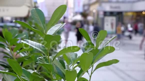 城市的绿植人行道行人行走视频的预览图