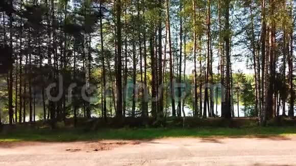 早晨在斯特雷什诺湖畔的松林中视频的预览图