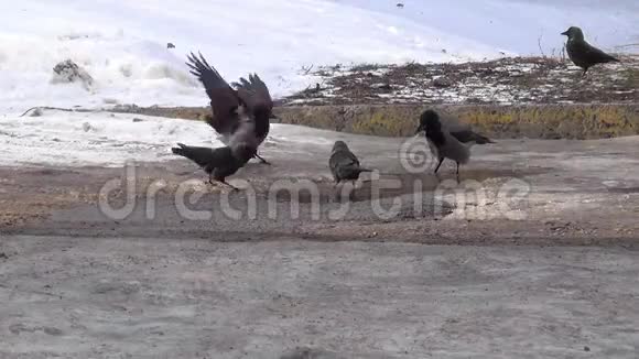 冬天乌鸦和野狗在水坑里洗澡视频的预览图