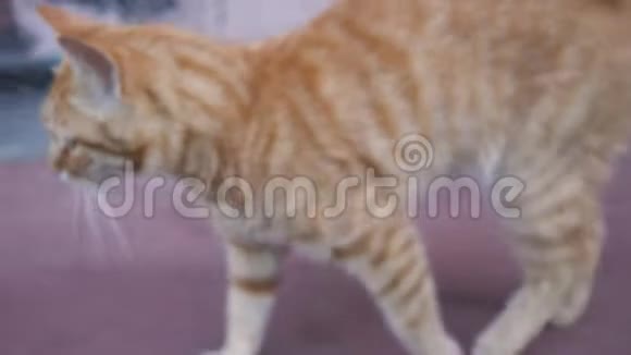 红猫在混凝土上行走视频的预览图