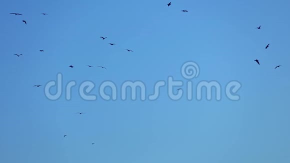 飞鸟海鸥在海面上空自由飞翔视频的预览图