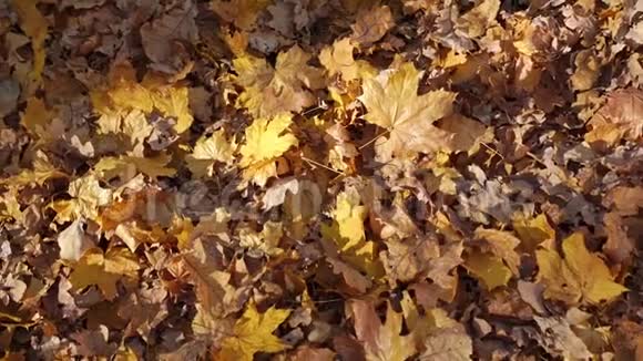 棕黄枫树和橡树叶覆盖公园地面特写视频的预览图