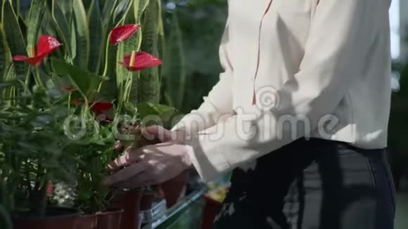 女花匠在温暖的花店里为架子上的园丁检查异国情调的家花视频的预览图