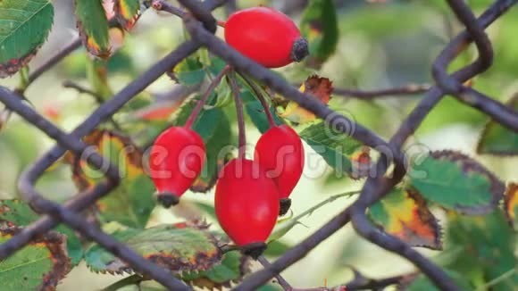 红浆果玫瑰花丛在篱笆铁栏后面的风中摇曳天然愈合植物视频的预览图