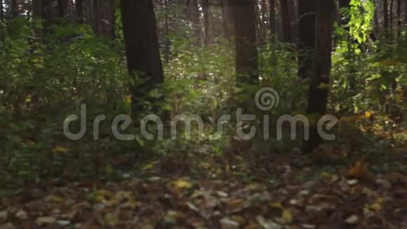 秋天的公园阳光下有树丛和黄叶视频的预览图
