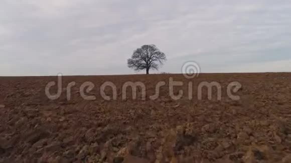 农业领域的孤独树视频的预览图
