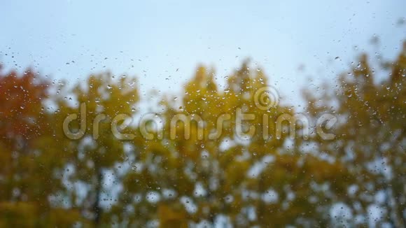 小雨滴落在树上的透明玻璃上视频的预览图