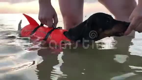 主人在海上训练时手里拿着一只戴着橙色救生衣的达克顺德狗狗背健康训练视频的预览图