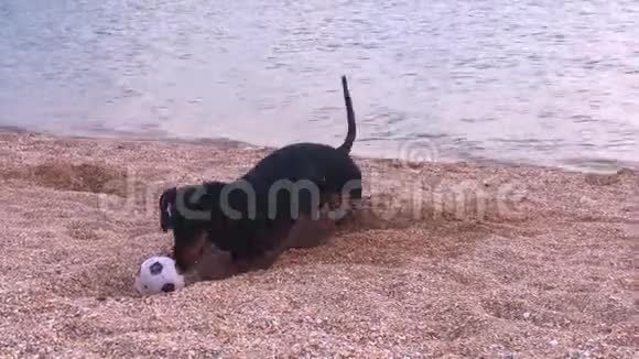 一只黑白狗在沙滩上玩在沙滩上挖一个球视频的预览图