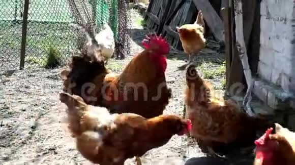 一只红脸公鸡在农村院子里的母鸡中间散步公鸡拍打翅膀视频的预览图