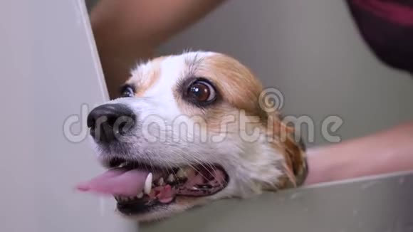 一只威尔士科吉彭布罗克用洗发水洗澡的狗的滑稽肖像狗在美容美发厅洗泡泡澡视频的预览图