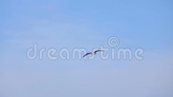 海鸥在海面上空自由飞翔视频的预览图