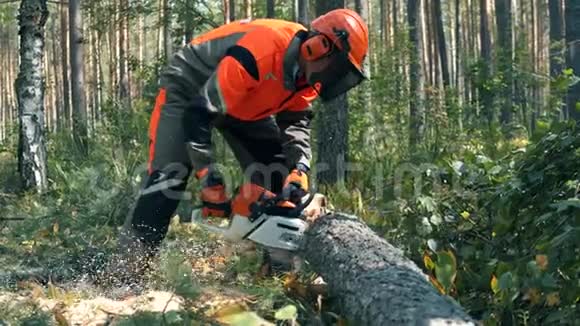 伐木工人用电锯砍树视频的预览图