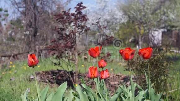 时光流逝春天的郁金香在春天花园的背景下美丽的花朵蜜蜂和视频的预览图