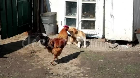 一只美丽的红公鸡漫步在贫困村的庭院里小狗用爪子抓自己慢动作视频的预览图