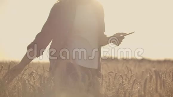 女子的特写手在有机麦地奔跑稳健射击慢动作女孩手摸麦子视频的预览图