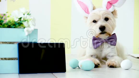 有兔子耳朵的搞笑狗复活节假期概念视频的预览图