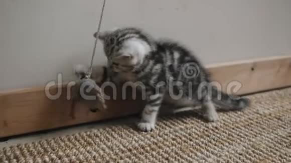 小猫在玩弓视频的预览图