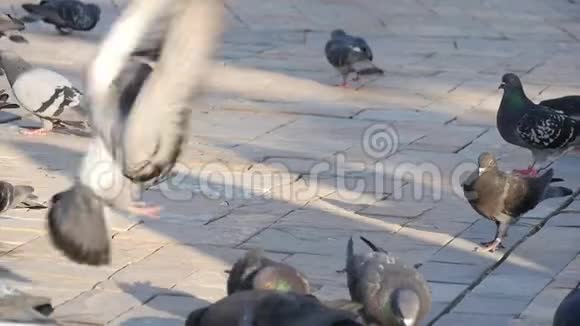 一只鸽子降落在人行道上并缓慢地移动视频的预览图