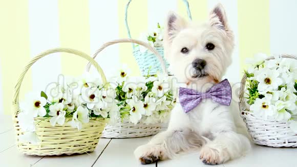 有兔子耳朵的搞笑狗复活节假期概念视频的预览图