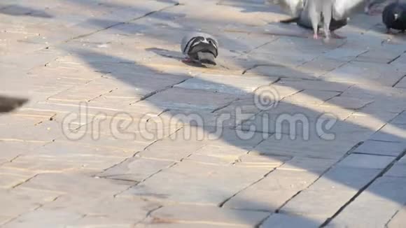 一只鸽子降落在伊兹密尔的人行道上并缓慢地喂食土耳其视频的预览图