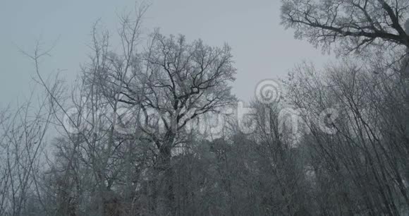 冰霜美丽的扭曲树视频的预览图