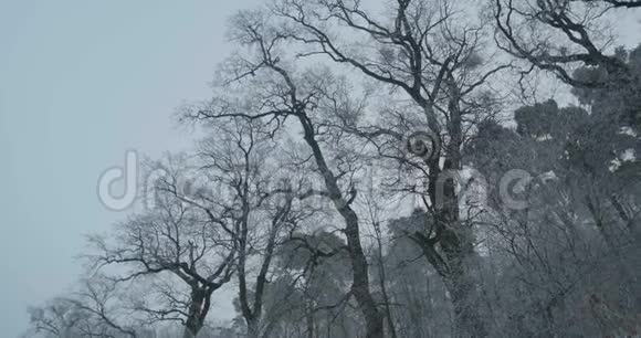 冰霜美丽的树木剪影视频的预览图