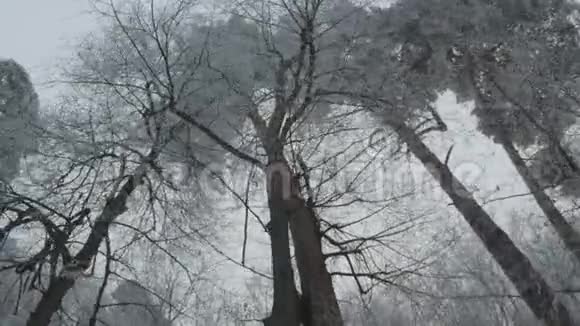 沿着仙女冻树行走视频的预览图
