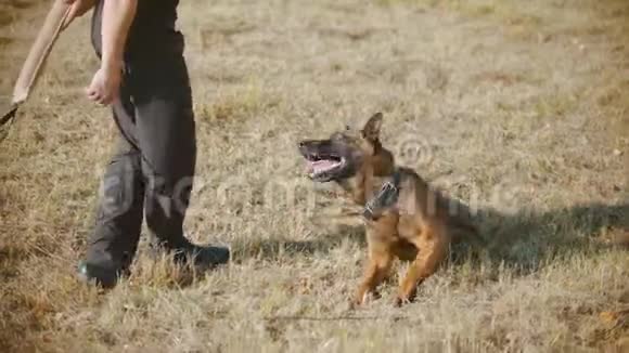 一只德国牧羊犬在教练的指挥下草地上翻滚视频的预览图