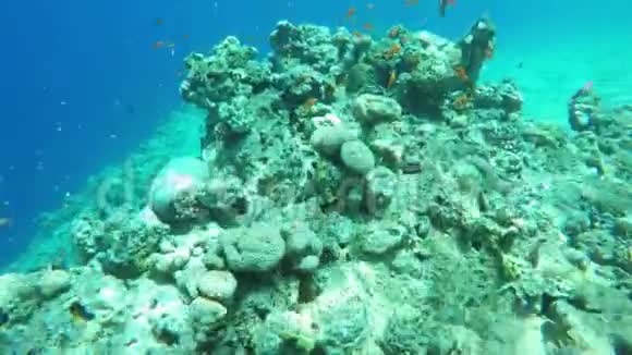 在礁石上潜水视频的预览图