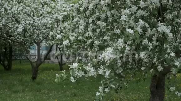 城市里的苹果树视频的预览图