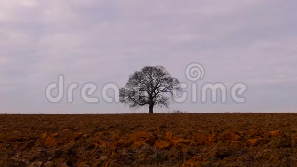 农业领域的孤独树视频的预览图