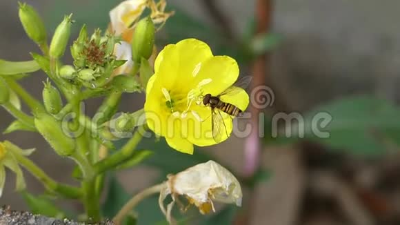 野生自然蜜蜂大黄蜂昆虫采集花蜜在黄花蒲公英上以不可思议的近距离拍摄视频的预览图
