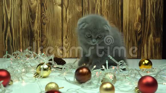苏格兰折叠小猫玩圣诞装饰视频的预览图