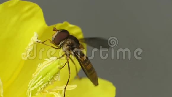 野生自然蜜蜂采花蜜的宏观近景视频的预览图