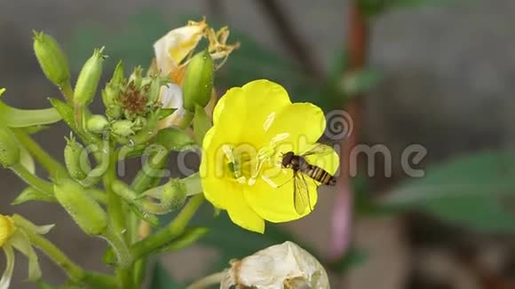 野生自然蜜蜂大黄蜂采蜜花蜜在黄花蒲公英上以美丽的近景拍摄视频的预览图