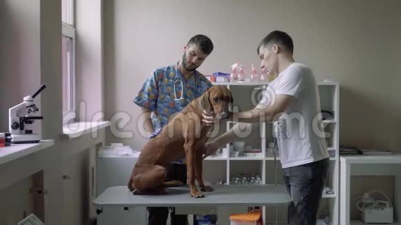兽医检查狗的肚子视频的预览图