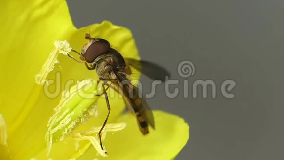 奇妙的宏观近景野生自然蜜蜂采蜜黄花视频的预览图