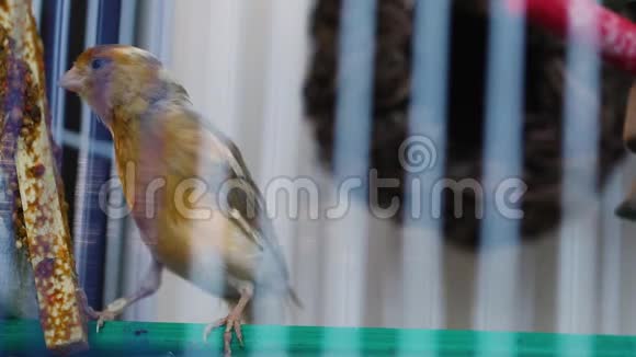 笼中鸟笼中麻雀笼中滑稽鸟视频的预览图