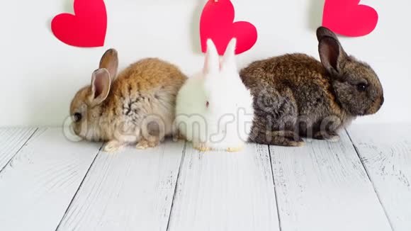 三只小兔子情人节的动物可爱的野兔在白色的背景和红色的心农业兔子视频的预览图