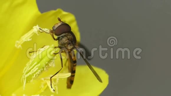 野生自然蜜蜂昆虫采蜜黄花植物的宏观近景视频的预览图
