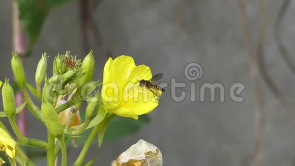 野生自然蜜蜂大黄蜂昆虫采集花蜜在黄花蒲公英上以惊人的近距离拍摄视频的预览图