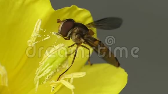 野生自然蜜蜂采蜜的宏观近景视频的预览图